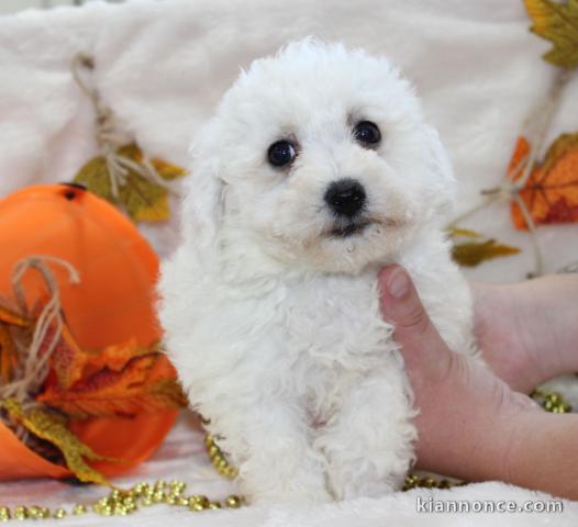 Splendide chiot de type bichon frisé a donner