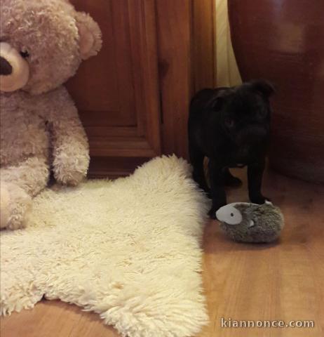 Je donne chiot carlin femelle inscrit au lof