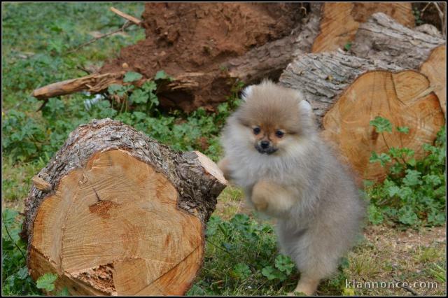 Chiot de pure race spitz allemand