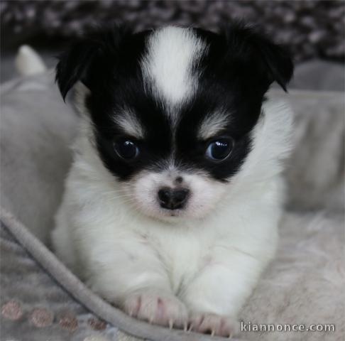 Magnifique bb chihuahua femelle