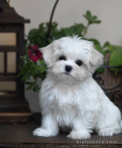 Magnifique et adorable chiot bichon maltais 