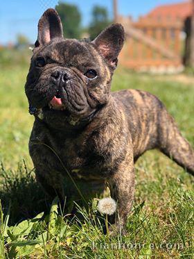 Magnifique et adorable chiot bouledogue francais 