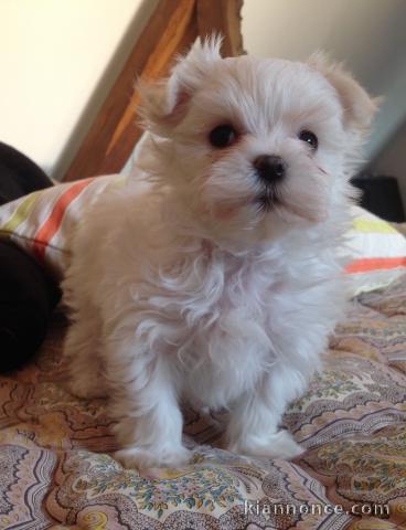   A DONNER Chiot Bichon Maltais FEMELLE