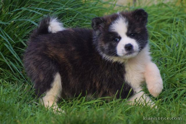 chiot Akita inu trois mois