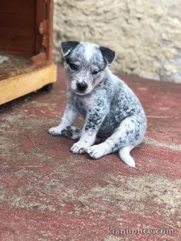 Donne chiot type Bouvier australien