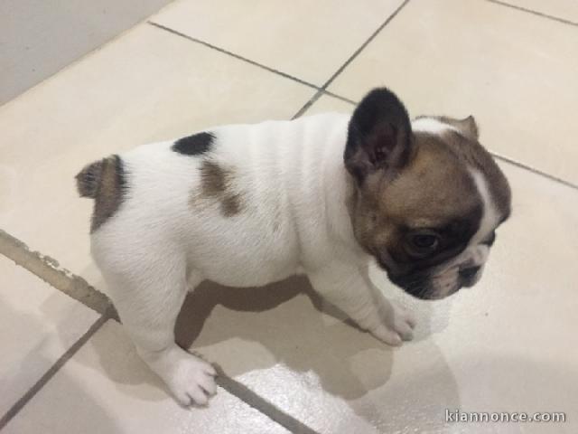À donner chiot bouledogue français femelle rouge fauve