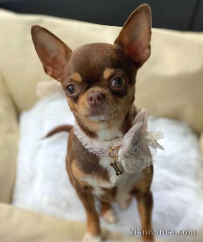 A donner chihuahua femelle non lof