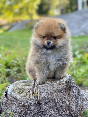 Chiot spitz nain poméranien femelle non lof prête à partir