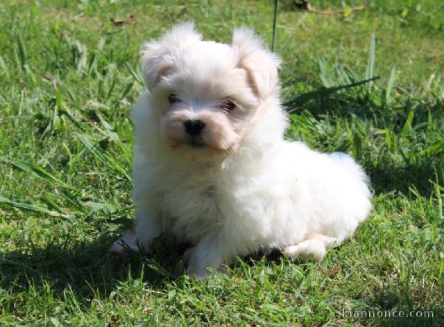 chiot Bichon Maltais LOF a donner