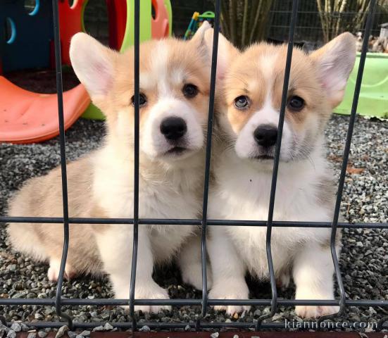 Chiot Welsh Corgi Pembroke a donner