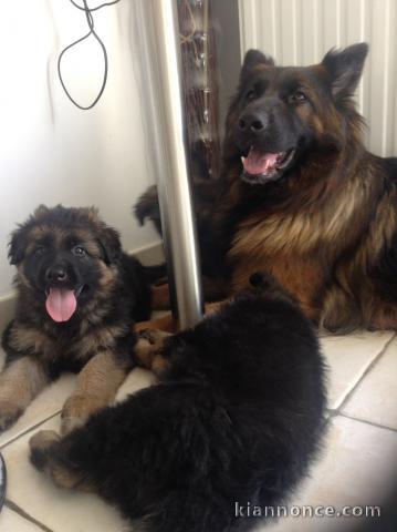 chiots berger allemand Poil Long