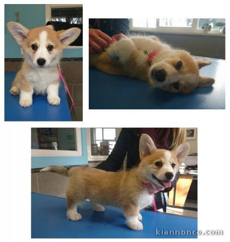 Chiot Welsh Corgi Pembroke a donner