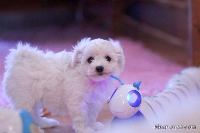 Je donne magnifiques chiot femelle bichon frisé