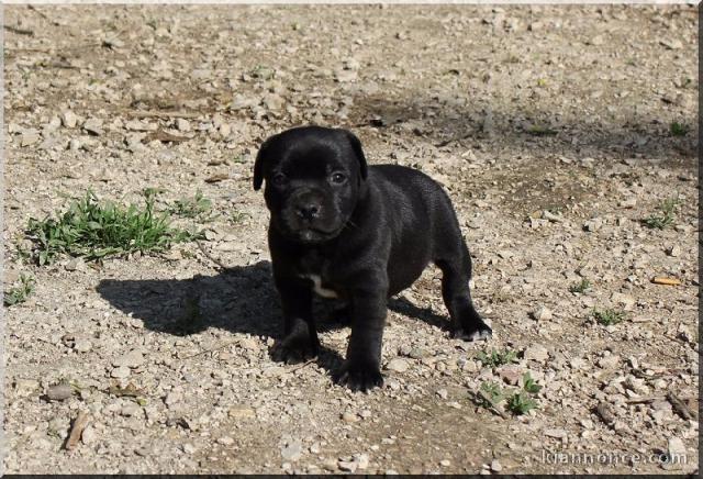 Chiots Staffordshire Bull Terrier LOF a donner