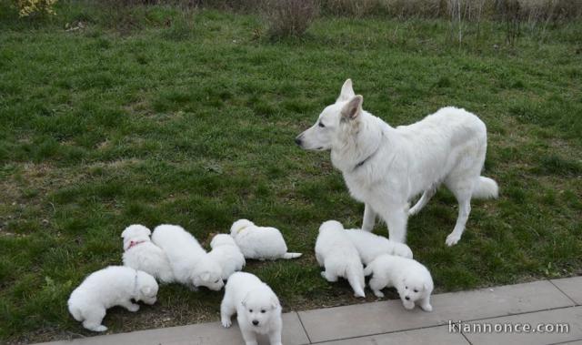 Magnifiques Chiots Berger Blanc Suisse Pure Race,