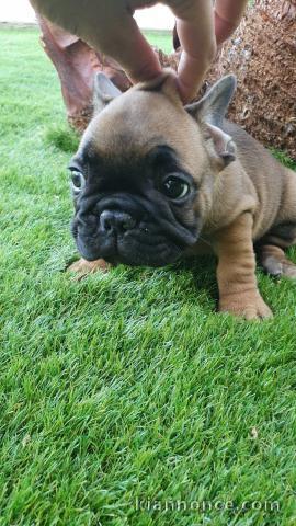 Superbe bouledogue français a donner