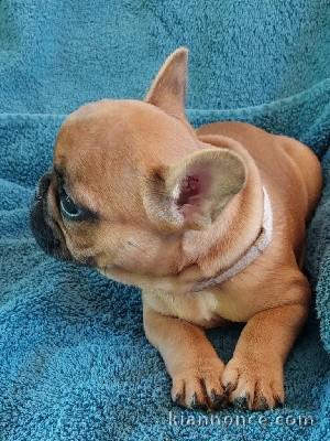 Superbe bouledogue français a donner