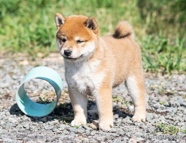 Chiots shiba inu femelle et mâle