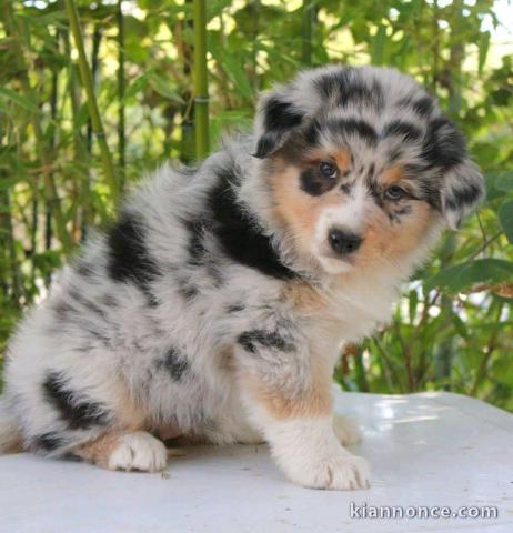 Chiots bergers australiens  à réserver 