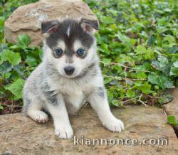 chiot pomsky trois mois