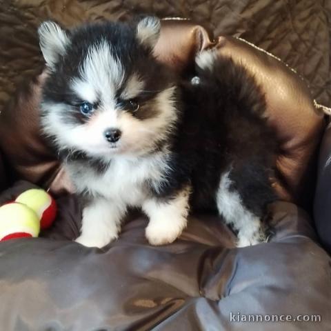 chiot pomsky trois mois