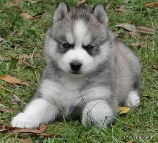 chiot husky trois mois