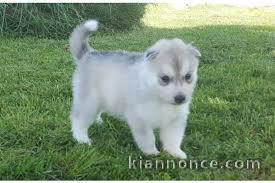 chiot husky femelle a donner 
