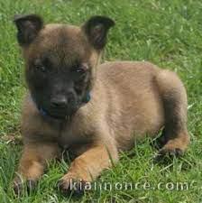 Donne chiot type Berger Malinois