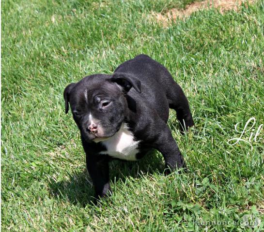Magnifique et adorable chiot american bully