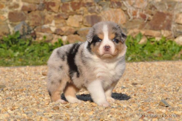 Magnifique et adorable chiot berger australien