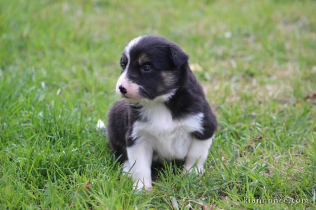 Magnifique et adorable chiot border collie