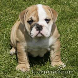Magnifique et adorable chiot bulldog anglais 