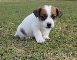 Magnifique et adorable chiot jack russell 