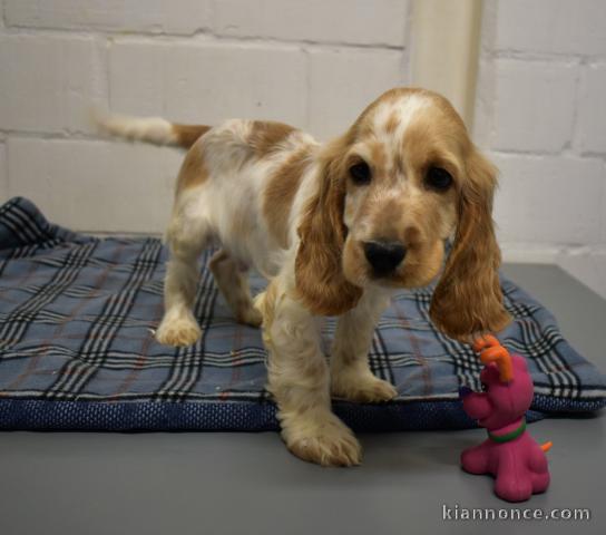 chiot cocker-anglais trois mois
