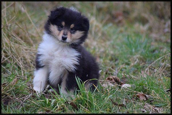 Magnifique et adorable chiot colley 