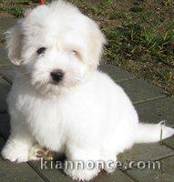 Magnifique et adorable chiot coton de tulear 