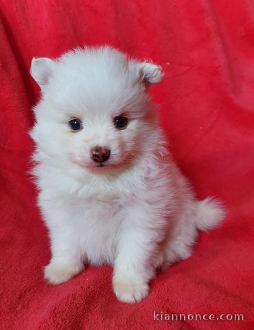 À donner chiot spitz pomeranien femelle blanche