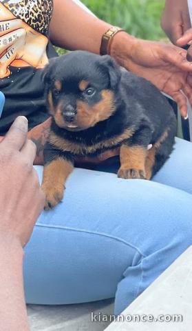 Magnifique chiots Rottweiler lof