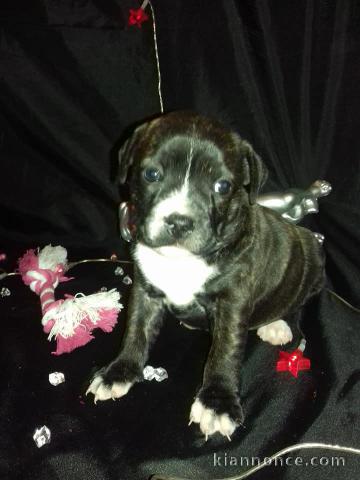 Donne chiot type Bull terrier