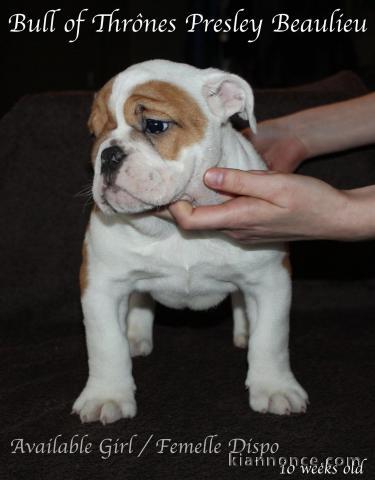 Donne chiot type Bulldog Anglais 