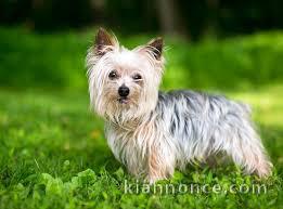 Donne chiot type Yorkshire Terrier