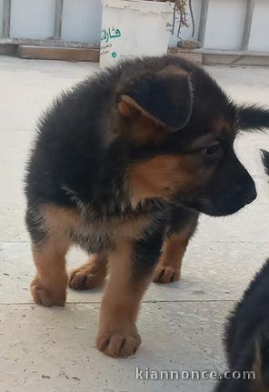 magnifiques Chiots Berger Allemand LOF 1 mâle et femelles
