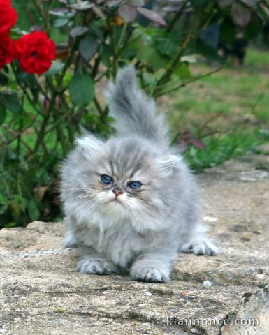 adoption magnifique chaton Persan Chinchilla âgé de 3 mois