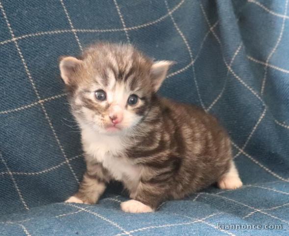 adoption magnifique chaton Norvégien âgé de 3 mois