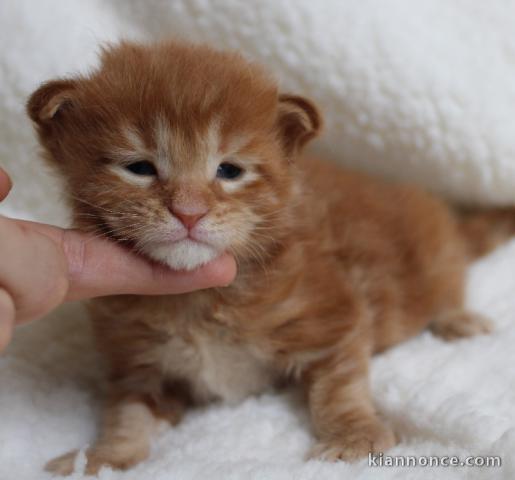 adoption magnifique chaton Maine Coon âgé de 3 mois