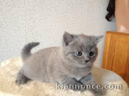 adoption magnifique chaton Chartreux âgé de 3 mois