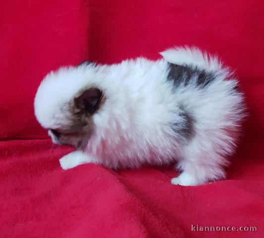 À donner chiot spitz pomeranien femelle blanche