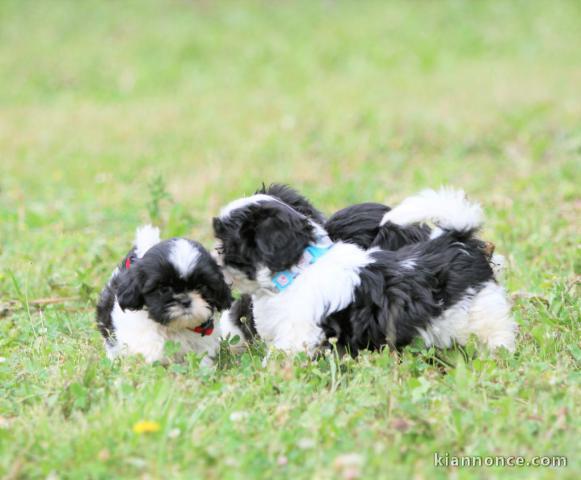 Donnes chiot shih tzu femelle non inscrit au lof
