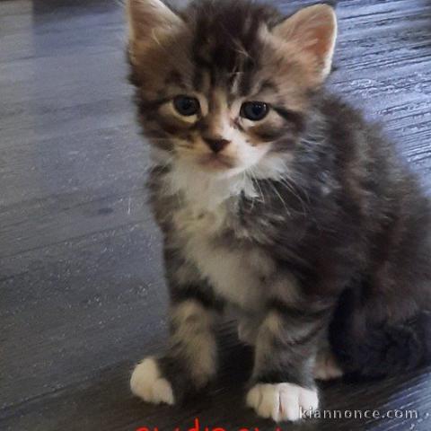 magnifiques chatons maines coon disponibles 