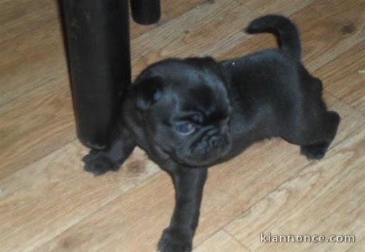 chiot carlin trois mois